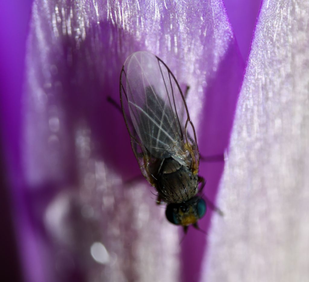 identificazione mosca